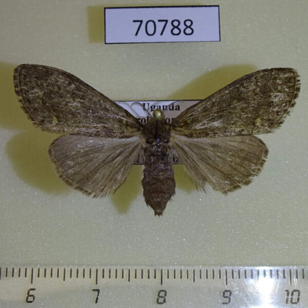 Lymantridae sp. f Uganda