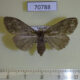 70788p Lymantridae sp. f Uganda $8