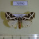 70790p Arctiidae Seydelia ellioti Uganda $20