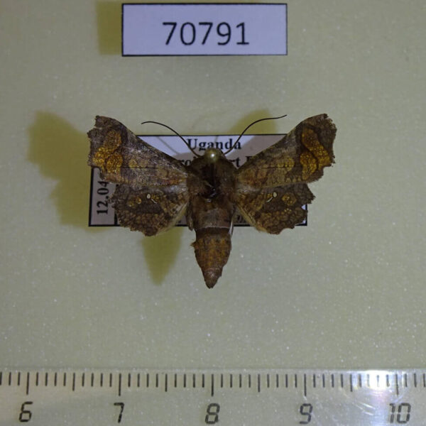 Thyrididae Dysodia sp. intermedia Uganda