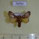70792p Limacodidae Sporetolepis venusta Uganda $8