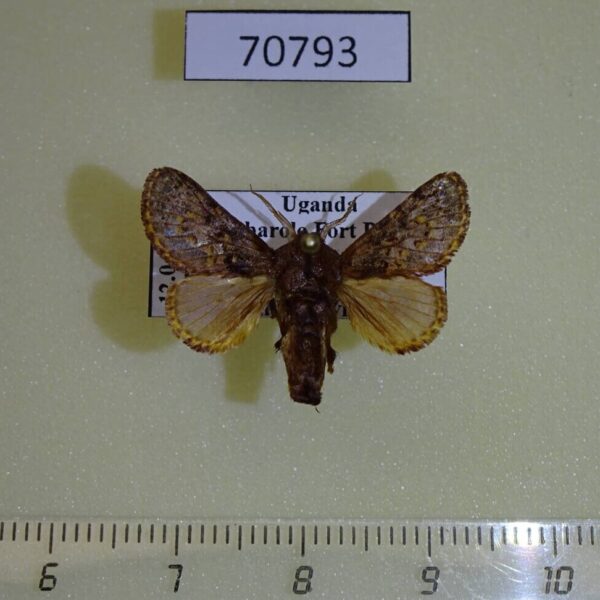 Limacodidae Sporetolepis venusta Uganda