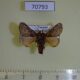70793p Limacodidae Sporetolepis venusta Uganda $9