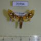 70794p Arctiidae Anapisa metarctiodes Uganda $10
