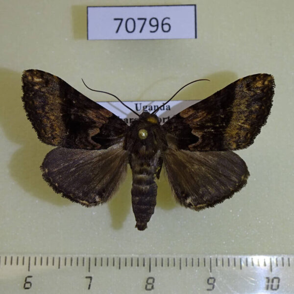 Noctuidae Avatha ethiopica Uganda