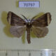 70797p Geometridae Odontopera acyrthoria Uganda $10