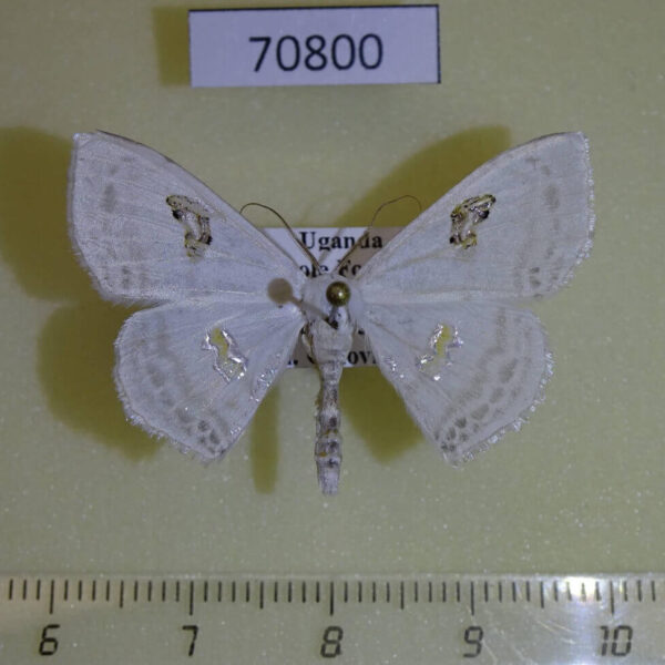 Geometridae Problepsis digammata Uganda