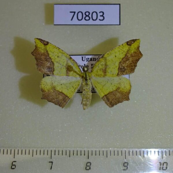 Geometridae Epigynopteryx flavedinaria f Uganda