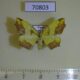 70803p Geometridae Epigynopteryx flavedinaria f Uganda $8