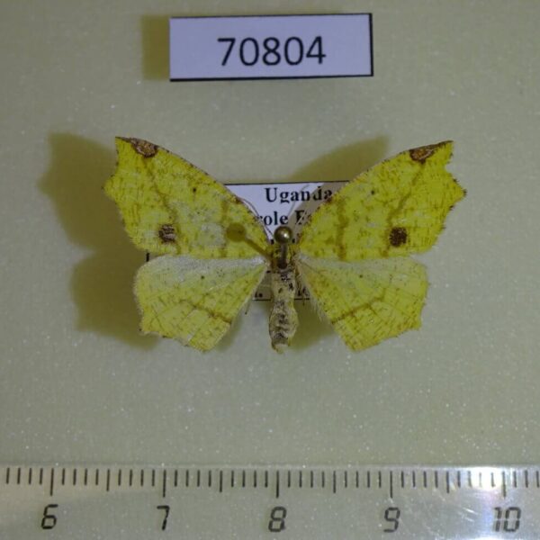 Geometridae Epigynopteryx flavedinaria f Uganda