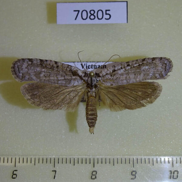 Depressariidae sp. Vietnam