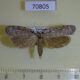 70805p Depressariidae sp. Vietnam $9
