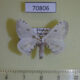 70806p Bombycidae Penicillifera apicalis Vietnam $10
