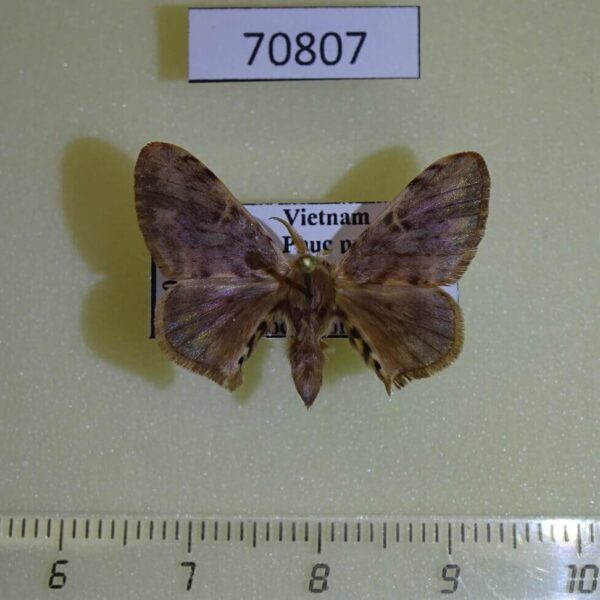 Bombycidae Penicillifera tamsi Vietnam