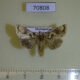 70808p Noctuidae Ctenoplusia aurisuta Madagascar $7