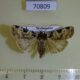 70809p Noctuidae Mentaxya trisellata Madagascar $7