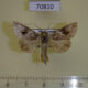 70810p Noctuidae Ctenoplusia molybdina Madagascar $9