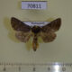 70811p Noctuidae Thysanoplusia aspila Madagascar $7