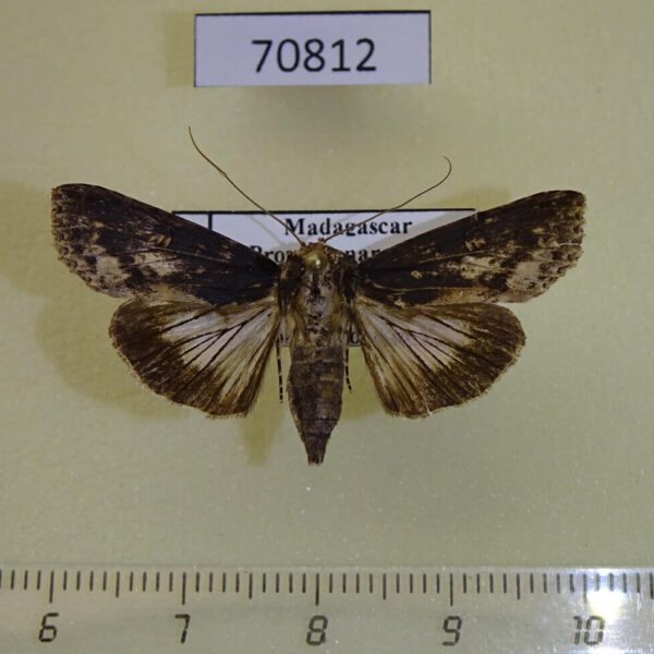 Euteliidae Stictoptera antemarginata f Madagascar