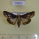 70812p Euteliidae Stictoptera antemarginata f Madagascar $8