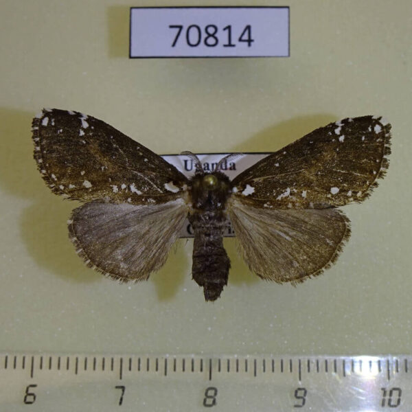 Lymantridae Dasychira punctifera f Uganda