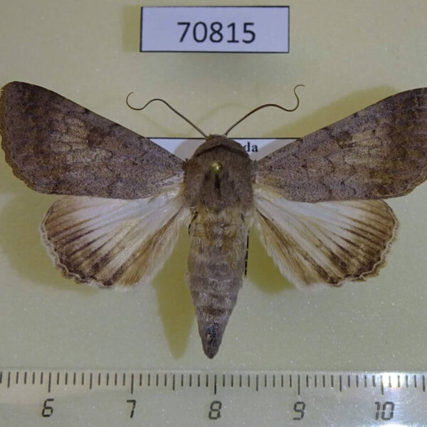 Noctuidae Pandesma muricolor Uganda