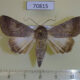 70815p Noctuidae Pandesma muricolor Uganda $10