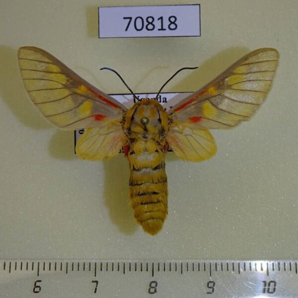 Arctiidae Balacra rattrayi Uganda