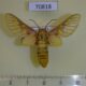 70818p Arctiidae Balacra rattrayi Uganda $30