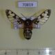 70819p Arctiidae Balacra stigmatica Uganda $50