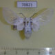 70821p Arctiidae Balacra pulchra Uganda $20