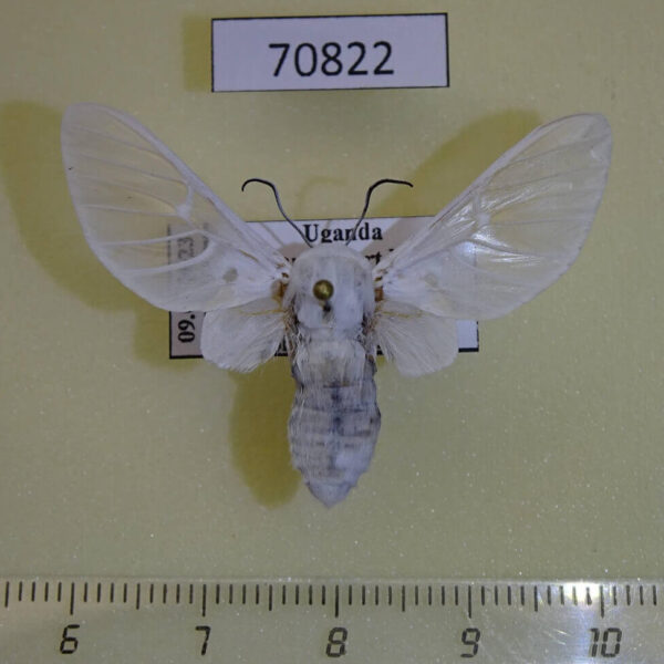 Arctiidae Balacra pulchra Uganda