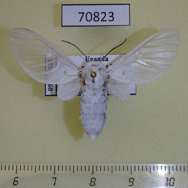 Arctiidae Balacra pulchra Uganda