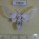 70824p Arctiidae Balacra pulchra Uganda $15