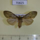 70825p Notodontiidae sp. f Uganda $9