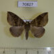 70827p Noctuidae Dysgonia humilis Uganda $8