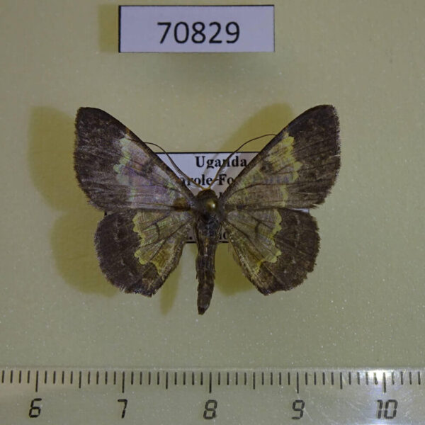 Geometridae Zamarada pelobasis Uganda