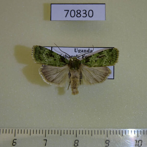 Noctuidae Mentaxya viridis Uganda