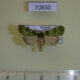 70830p Noctuidae Mentaxya viridis Uganda $9