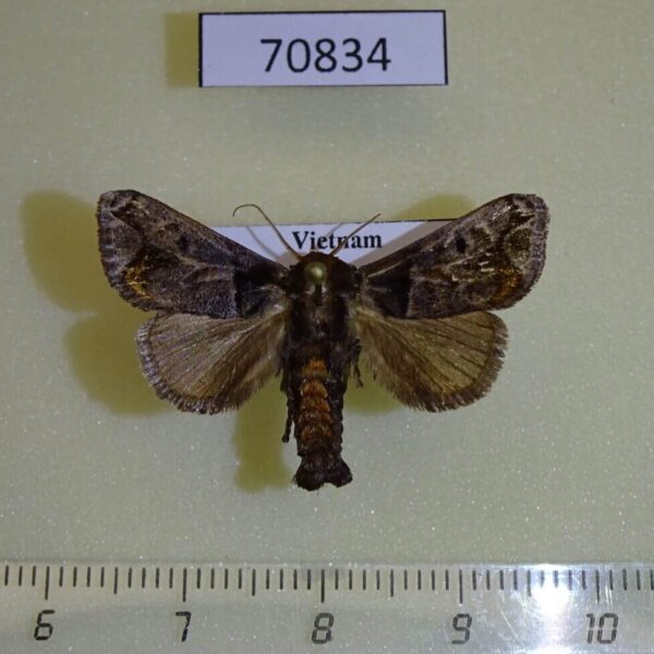 Limacodidae Phlossa conjucta Vietnam