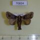 70834p Limacodidae Phlossa conjucta Vietnam $10