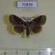 70836p Lymantridae sp. Vietnam $9