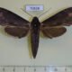 70838p Sphingidae Lomocyma oegrapha Madagascar $20