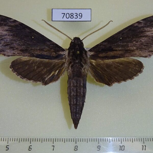 Sphingidae Lomocyma oegrapha Madagascar