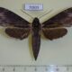 70839p Sphingidae Lomocyma oegrapha Madagascar $20