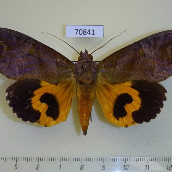 Noctuidae Eudocima afrikana Madagascar