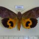 70841p Noctuidae Eudocima afrikana Madagascar $12