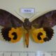 70842p Noctuidae Eudocima afrikana Madagascar $9