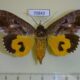 70843p Noctuidae Eudocima afrikana f Madagascar $12