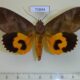70844p Noctuidae Eudocima afrikana Madagascar $12